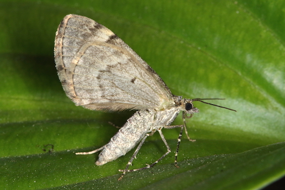 Geometridae - Thera sp.